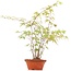 Acer palmatum, 38 cm, ± 5 jaar oud