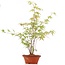 Acer palmatum, 38 cm, ± 5 ans