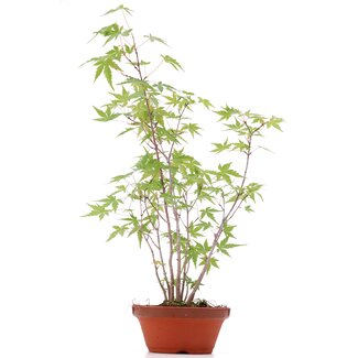 Acer palmatum, 41 cm, ± 5 Jahre alt