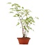 Acer palmatum, 41 cm, ± 5 jaar oud