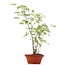 Acer palmatum, 41 cm, ± 5 years old