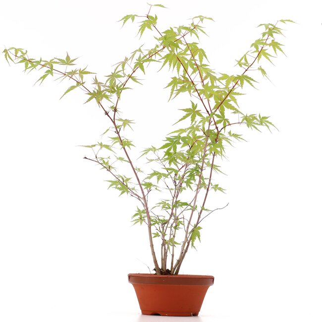 Acer palmatum, 42 cm, ± 5 jaar oud