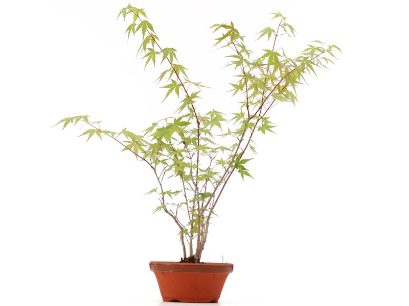 Acer palmatum, 42 cm, ± 5 Jahre alt