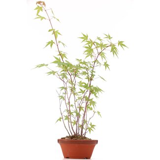 Acer palmatum, 42 cm, ± 5 Jahre alt