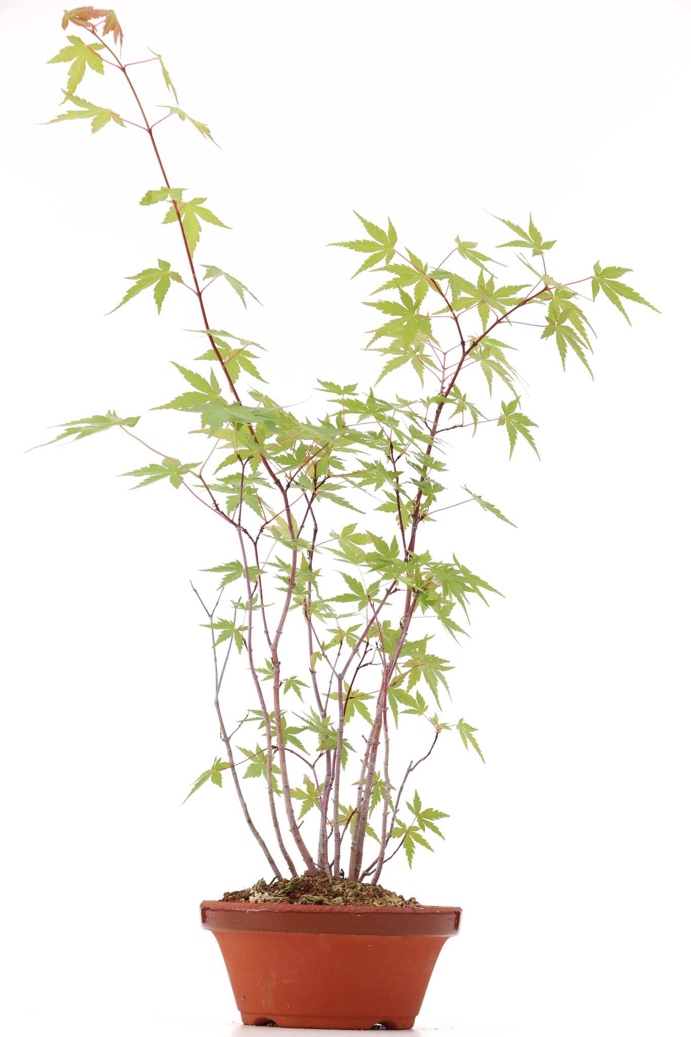 snap Toevoeging Twee graden Acer palmatum, 42 cm, ± 5 jaar oud - BonsaiPlaza
