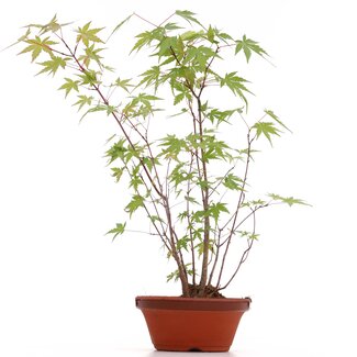 Acer palmatum, 38 cm, ± 5 ans