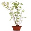 Acer palmatum, 38 cm, ± 5 Jahre alt