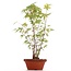 Acer palmatum, 38 cm, ± 5 Jahre alt