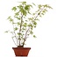 Acer palmatum, 38 cm, ± 5 ans