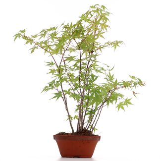 Acer palmatum, 36 cm, ± 5 ans