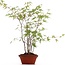 Acer palmatum, 36 cm, ± 5 años