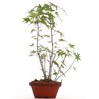 Acer palmatum, 37 cm, ± 5 ans