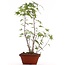 Acer palmatum, 37 cm, ± 5 ans