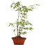 Acer palmatum, 37 cm, ± 5 ans