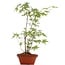 Acer palmatum, 37 cm, ± 5 years old