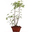 Acer palmatum, 37 cm, ± 5 años