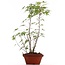 Acer palmatum, 37 cm, ± 5 ans