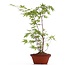 Acer palmatum, 37 cm, ± 5 ans