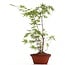 Acer palmatum, 37 cm, ± 5 years old