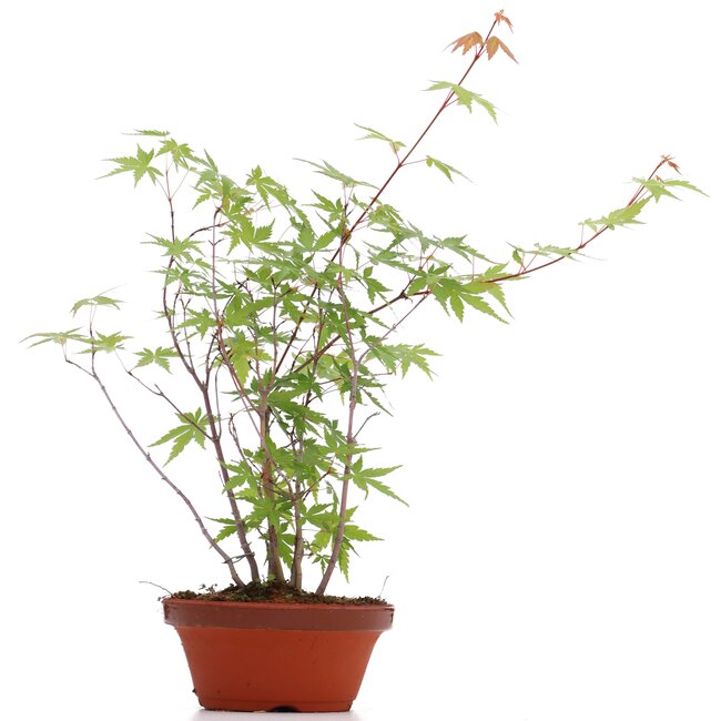 Acer palmatum, 38 cm, ± 5 jaar oud