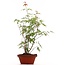 Acer palmatum, 38 cm, ± 5 Jahre alt