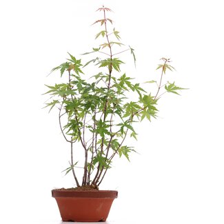 Acer palmatum, 36 cm, ± 5 jaar oud