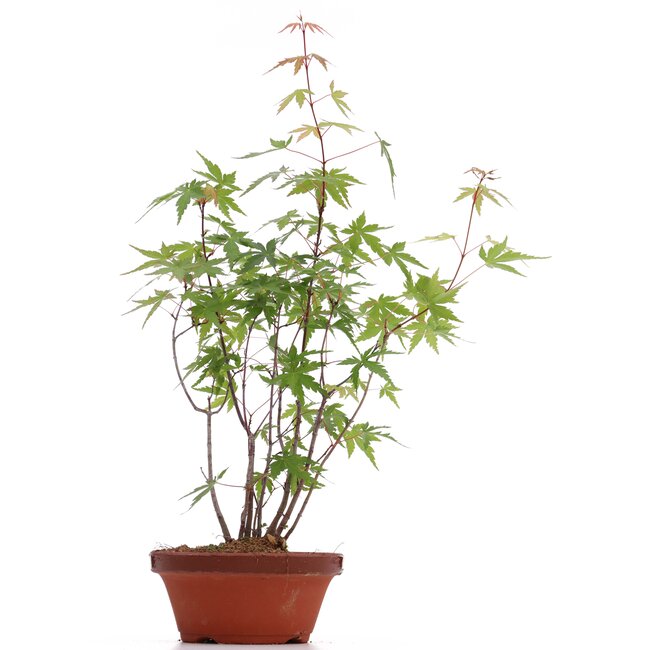 Acer palmatum, 36 cm, ± 5 anni