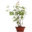 Acer palmatum, 36 cm, ± 5 Jahre alt