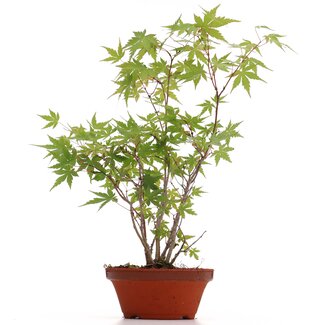 Acer palmatum, 35 cm, ± 5 años