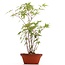 Acer palmatum, 35 cm, ± 5 ans