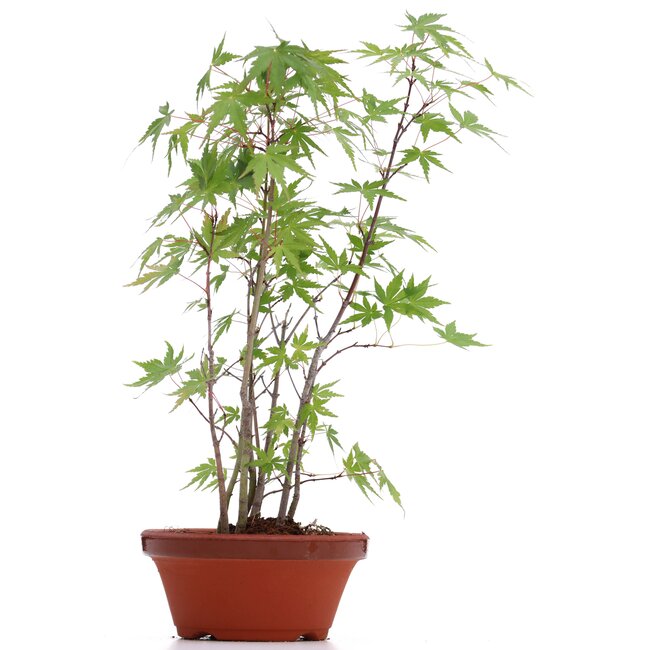 Acer palmatum, 33 cm, ± 5 jaar oud