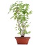 Acer palmatum, 33 cm, ± 5 ans