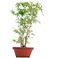 Acer palmatum, 33 cm, ± 5 jaar oud