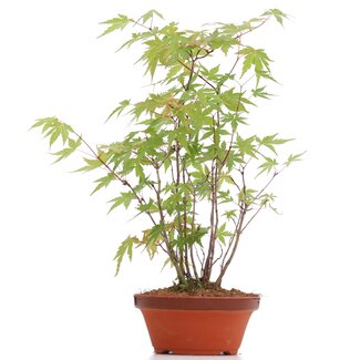 Acer palmatum, 30 cm, ± 5 anni