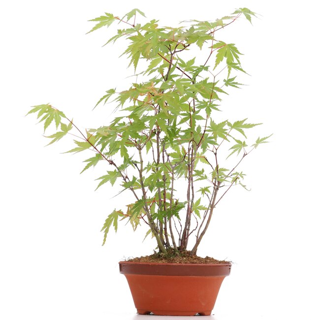 Acer palmatum, 30 cm, ± 5 años