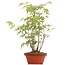 Acer palmatum, 30 cm, ± 5 ans