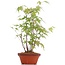 Acer palmatum, 30 cm, ± 5 Jahre alt