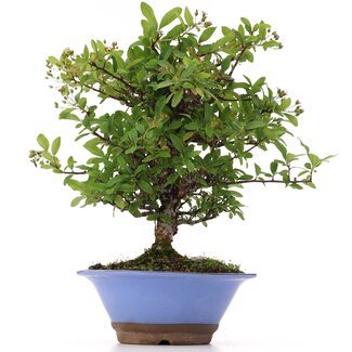 Pyracantha, 30 cm, ± 12 años