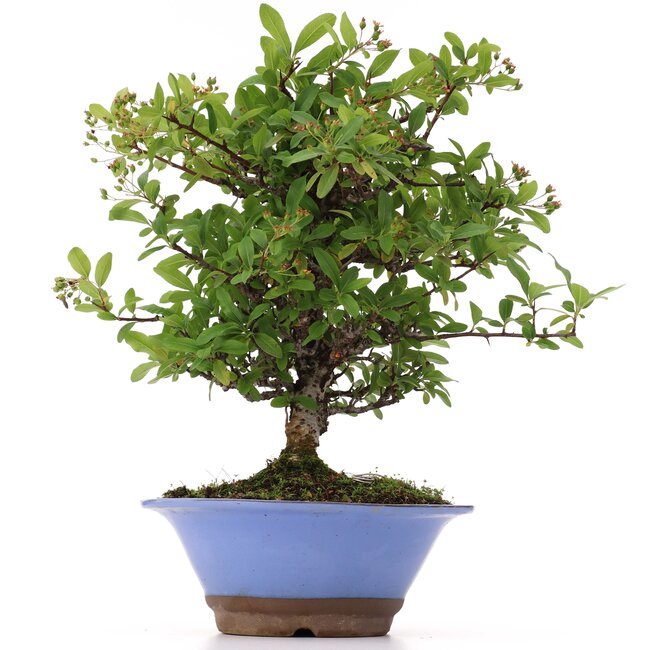 Pyracantha, 30 cm, ± 12 Jahre alt