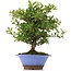 Pyracantha, 30 cm, ± 12 jaar oud