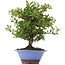 Pyracantha, 30 cm, ± 12 years old