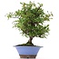 Pyracantha, 30 cm, ± 12 años