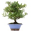 Pyracantha, 30 cm, ± 12 años