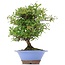 Pyracantha, 30 cm, ± 12 years old