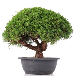 Juniperus chinensis Kishu, 25 cm, ± 15 ans