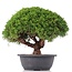 Juniperus chinensis Kishu, 25 cm, ± 15 jaar oud