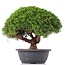 Juniperus chinensis Kishu, 25 cm, ± 15 Jahre alt