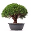 Juniperus chinensis Kishu, 25 cm, ± 15 years old