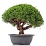 Juniperus chinensis Kishu, 25 cm, ± 15 Jahre alt