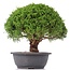 Juniperus chinensis Kishu, 25 cm, ± 15 years old